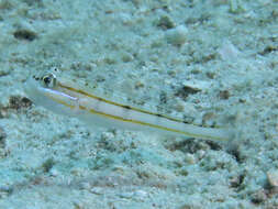 Image of Ladder goby