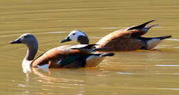 Image of Cape Shelduck