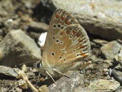 Image of Aricia montensis Verity 1928