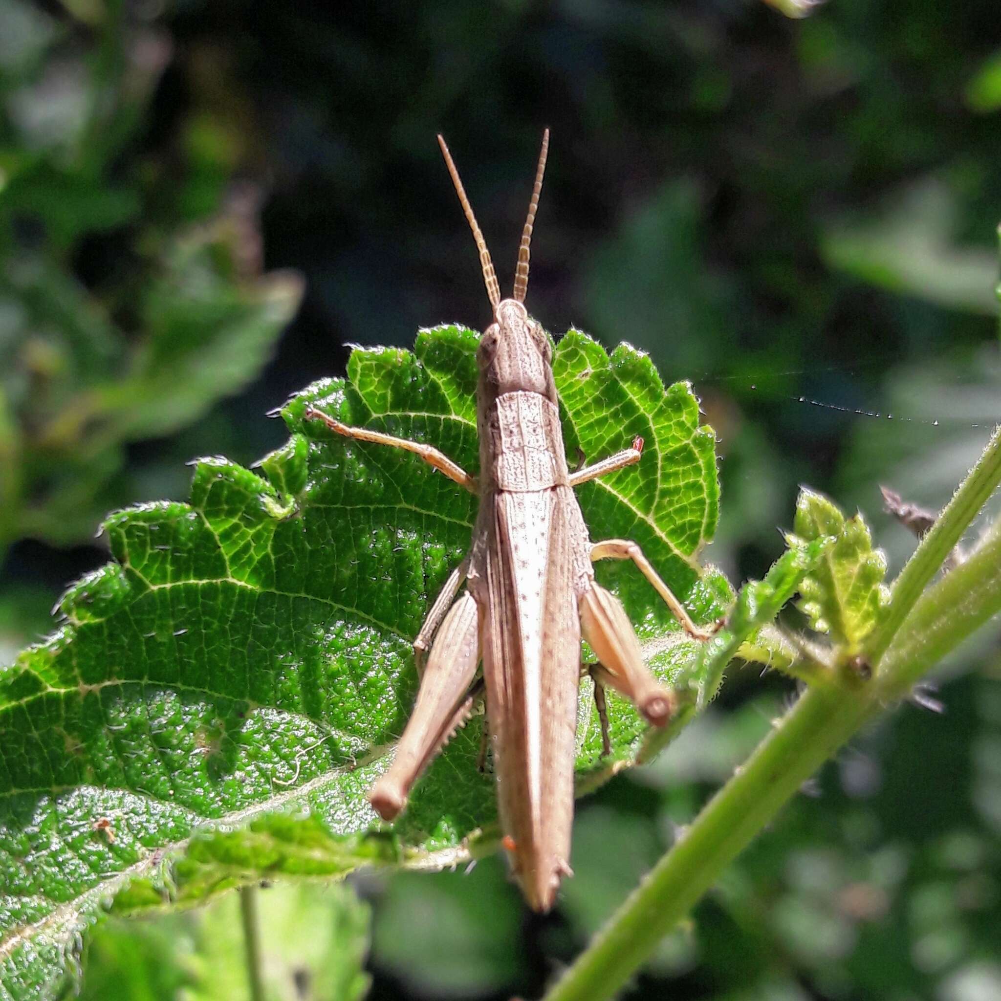 Eutryxalis filata (Walker & F. 1870) resmi