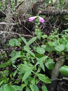 Physostegia leptophylla Small的圖片