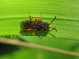 Image of Nomada bifasciata Olivier 1811