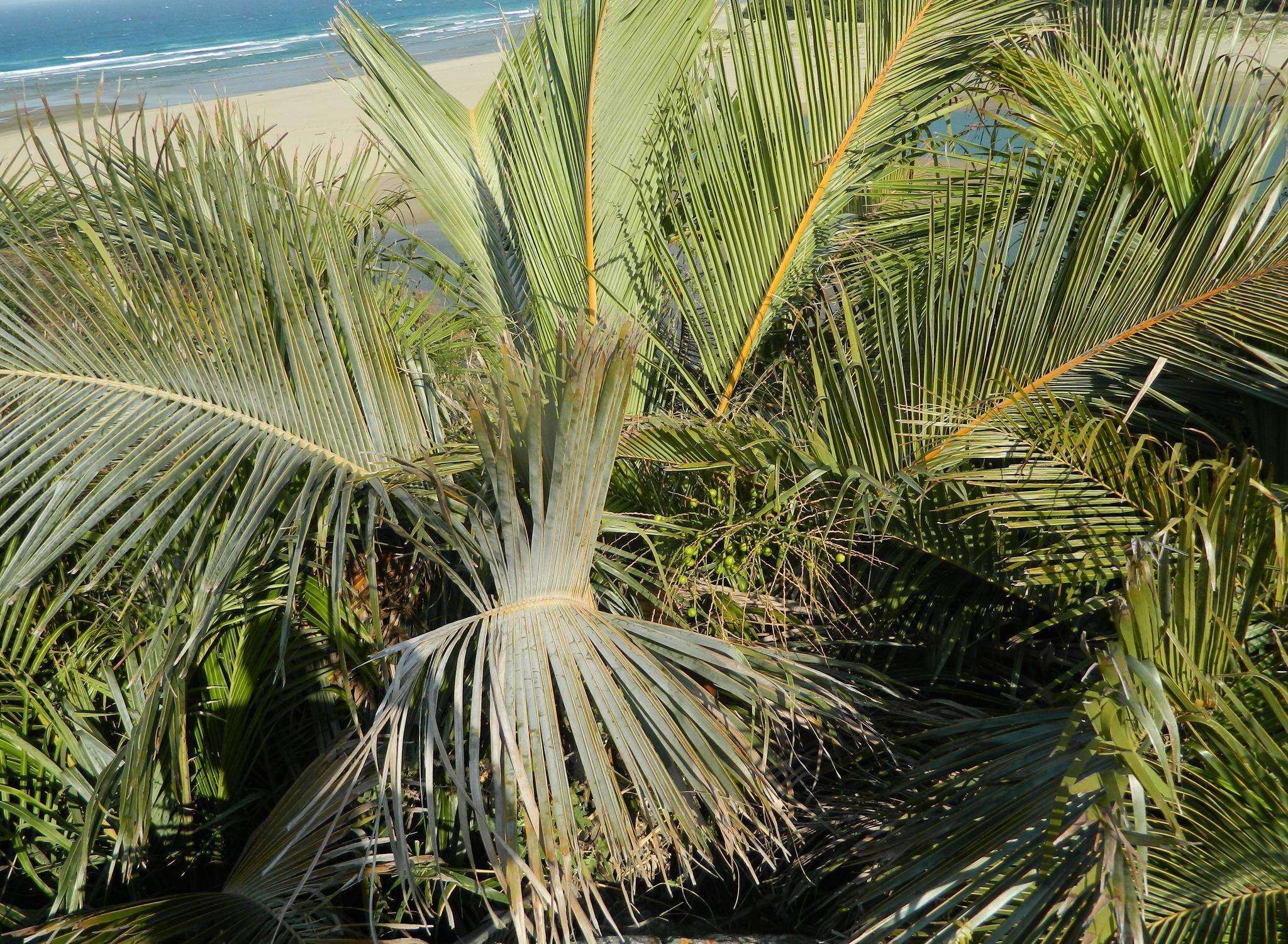 Image de Jubaeopsis caffra Becc.