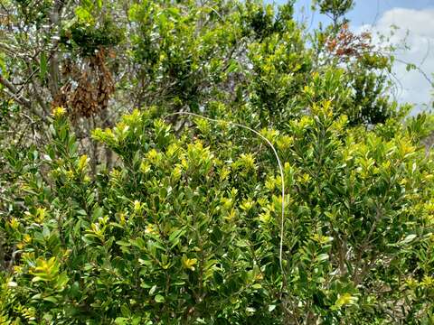 Imagem de Myrciaria myrtifolia A. H. Liogier