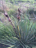 Image of plains yucca