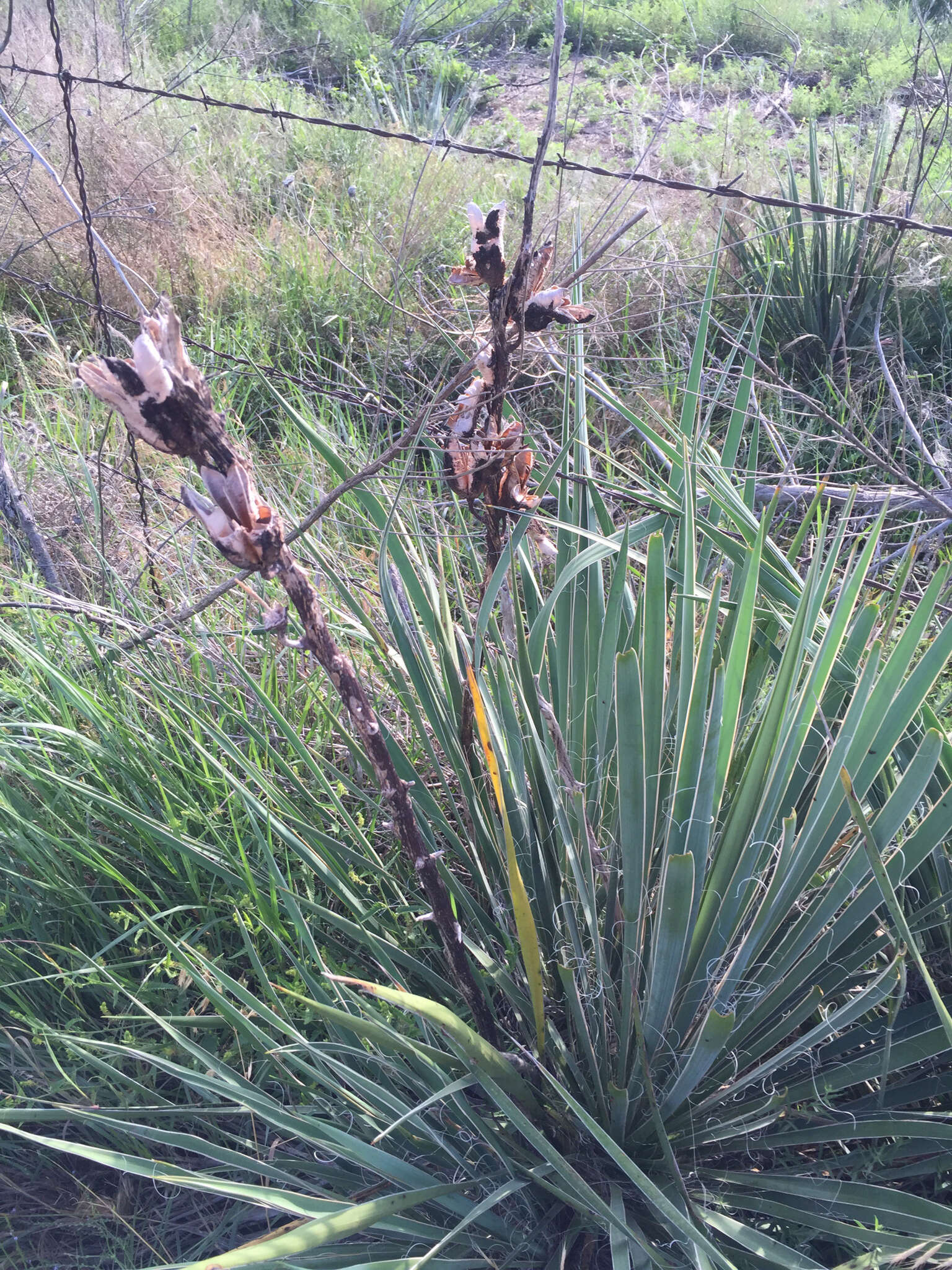 Image of plains yucca