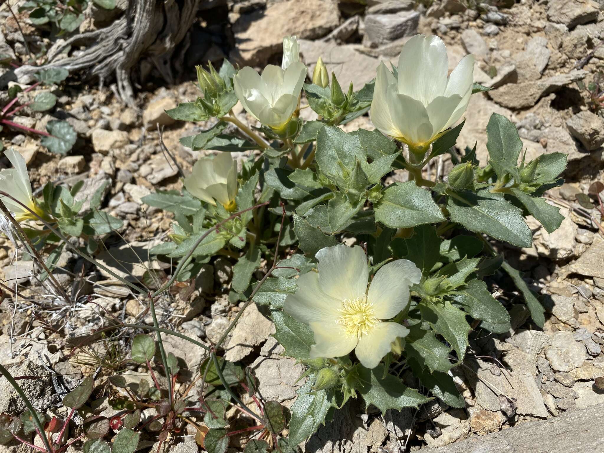 Imagem de Mentzelia tricuspis A. Gray