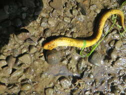 Image of Ohio lamprey