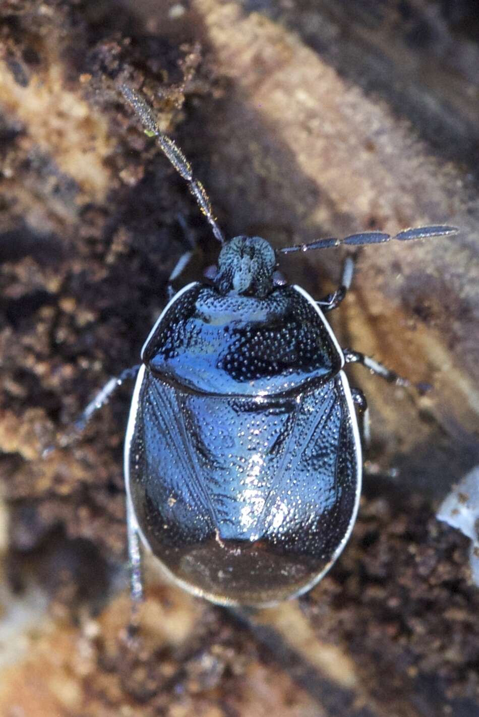 Image of White-margined Burrower Bug