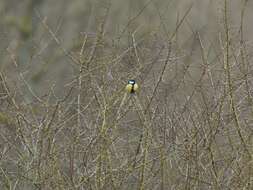 Image of Great Tit