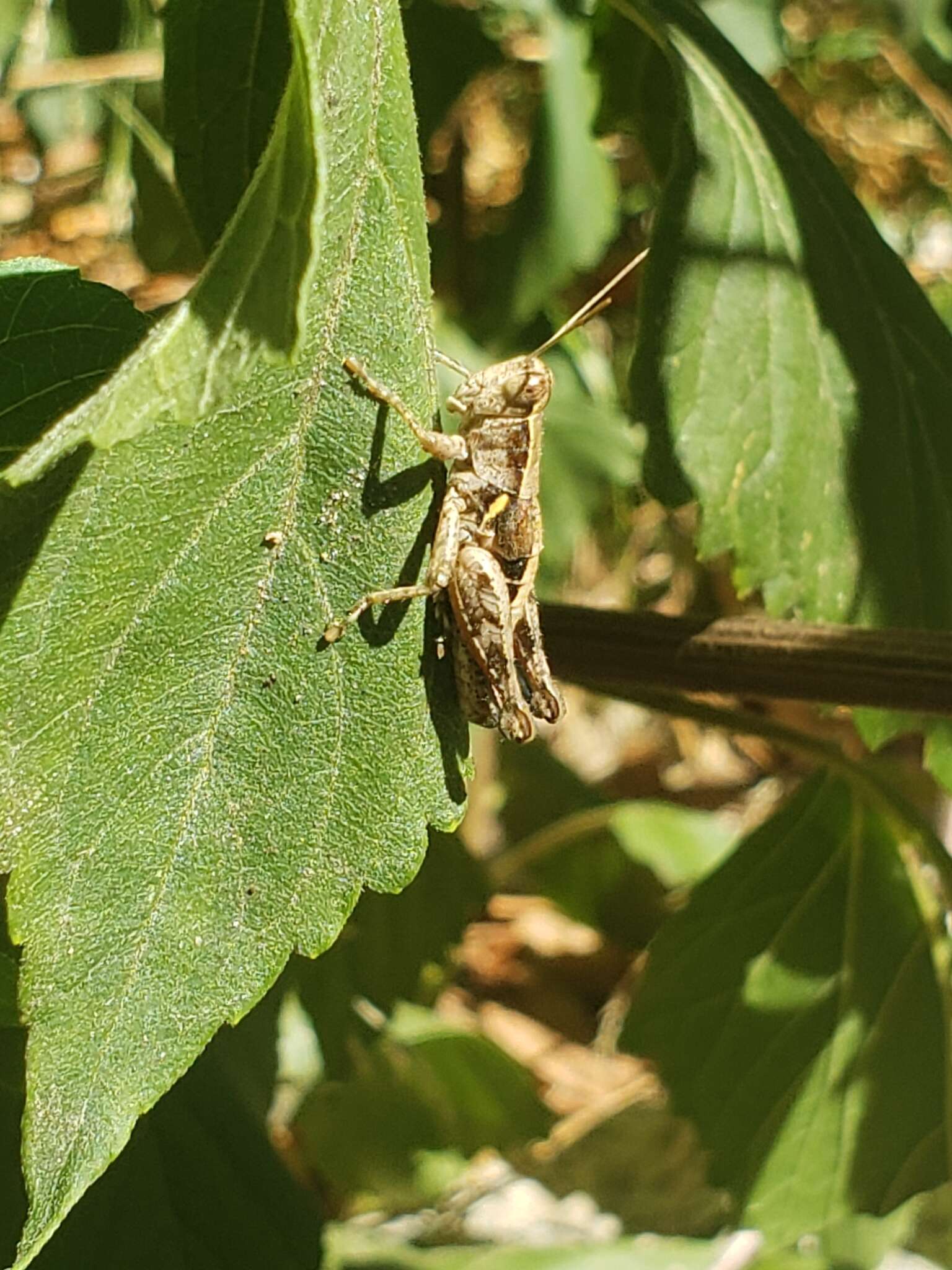 Image of Oedaleonotus tenuipennis (Scudder & S. H. 1897)