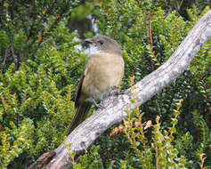 Image of Pachycephala olivacea apatetes Schodde, Mason & IJ 1999