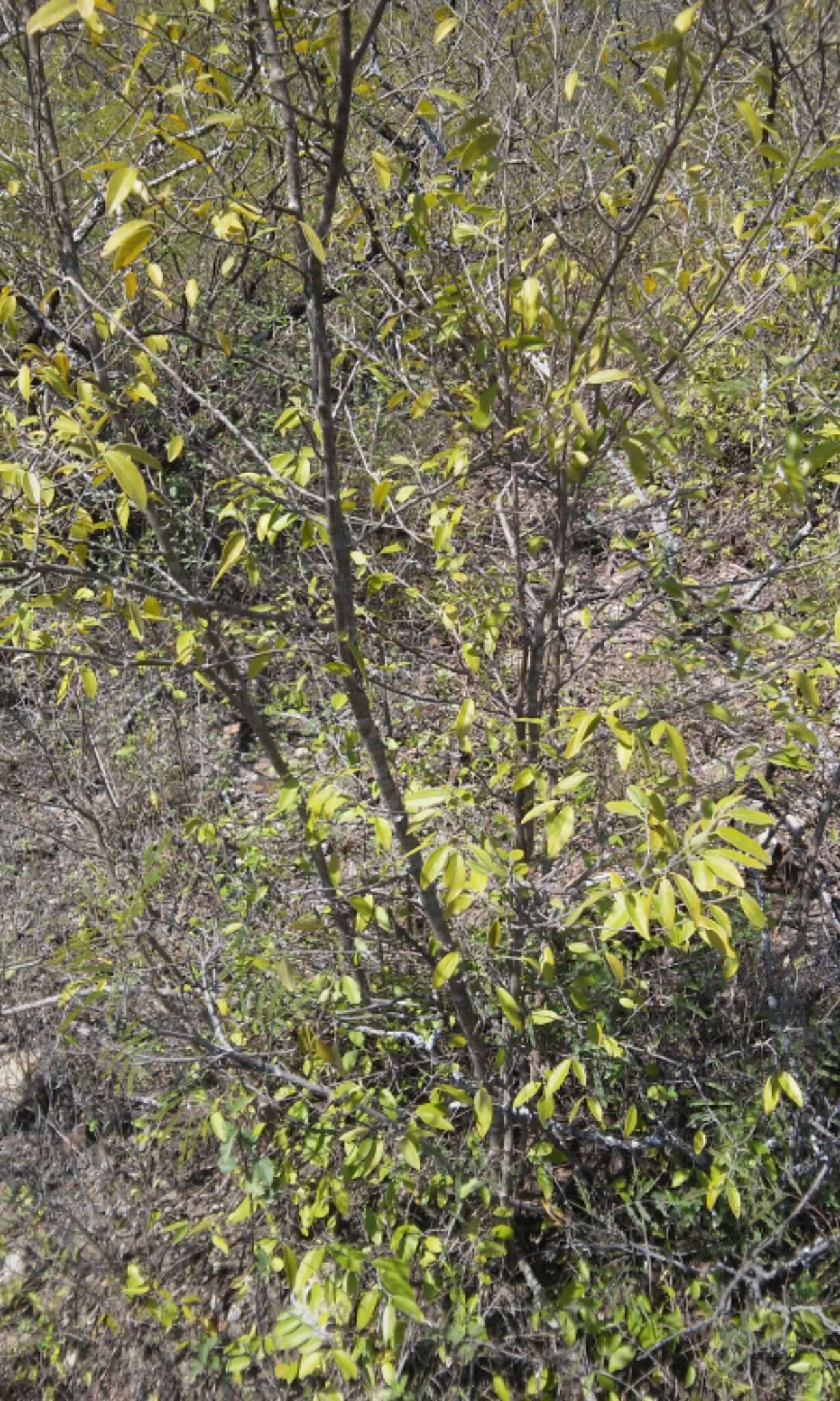 Image of Neopringlea integrifolia (Hemsl.) S. Wats.