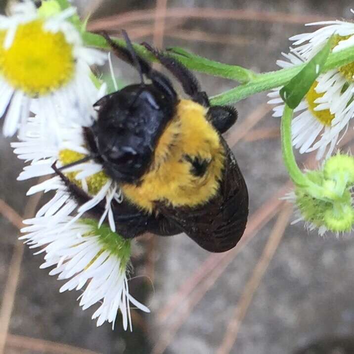 Imagem de Xylocopa appendiculata Smith 1852