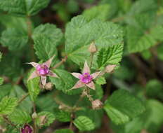 Sivun Rubus parvifolius L. kuva