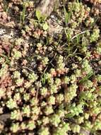 Imagem de Sedum nuttalianum Rafin.