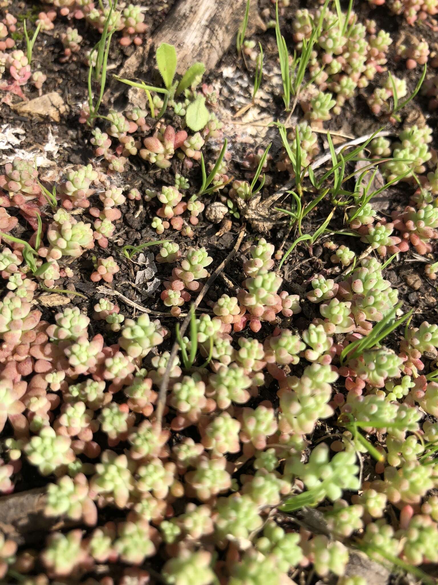 Imagem de Sedum nuttalianum Rafin.