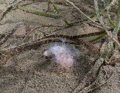 Image of Cavernularia pusilla (Philippi 1835)