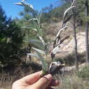 Image of Gonzalezia hypargyrea (Greenm.) E. E. Schill. & Panero