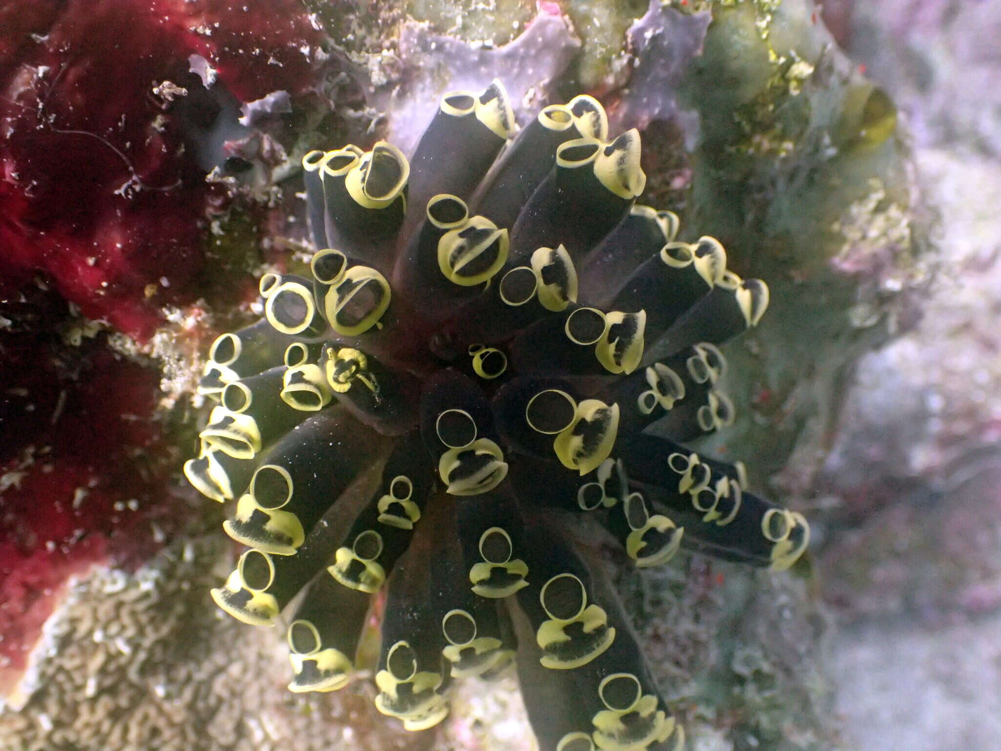 Image of Clavelina robusta Kott 1990