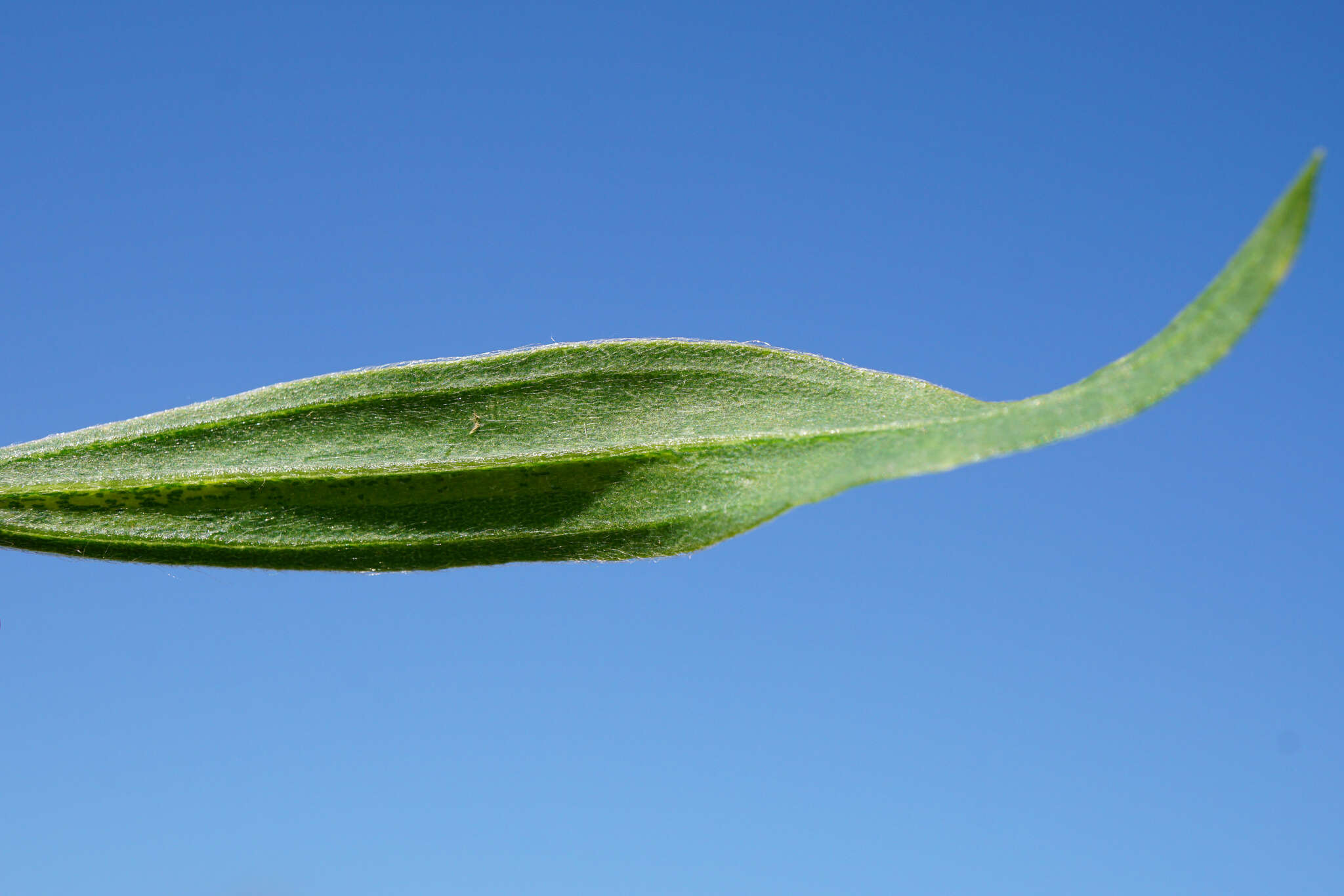 Image of Bassia scoparia subsp. densiflora (Turcz. ex Aellen) S. Cirujano & M. Velayos