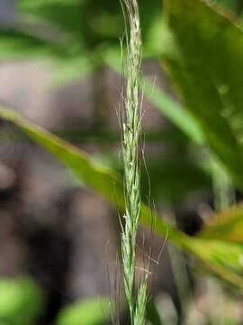 Imagem de Muhlenbergia sylvatica Torr.