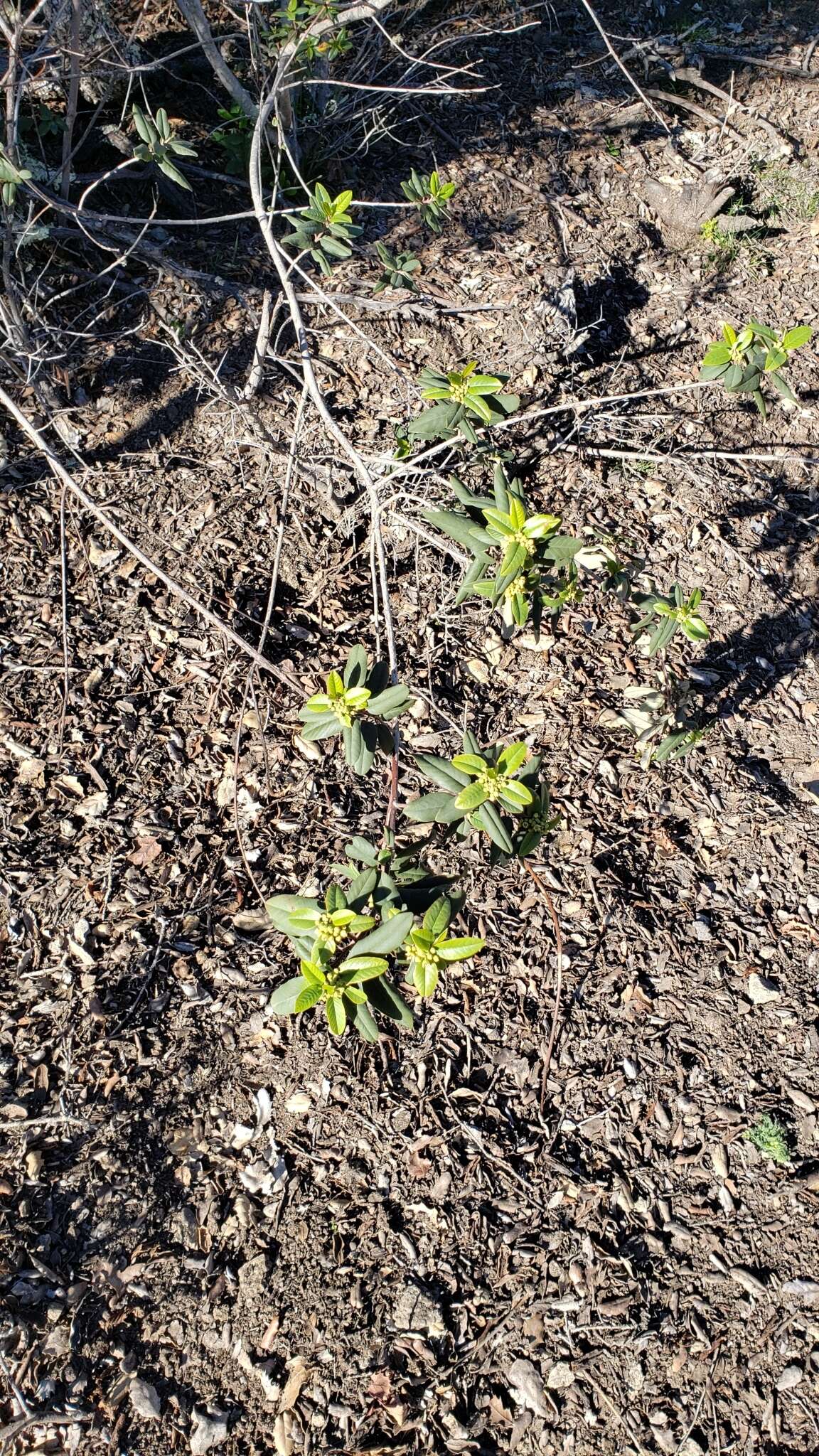 Image of California buckthorn