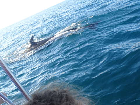 Image of false killer whale