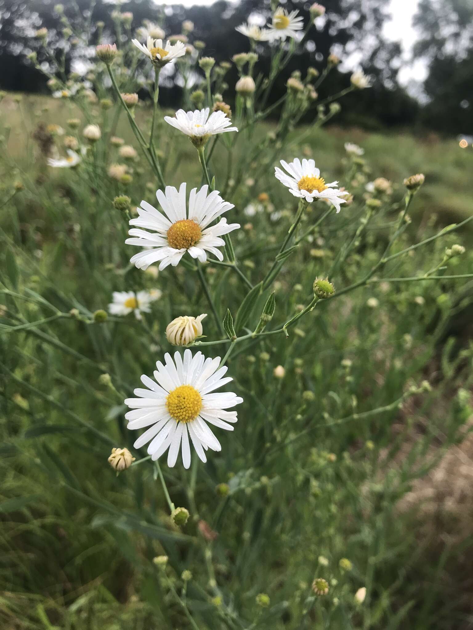 Plancia ëd Boltonia asteroides (L.) L'Hér.