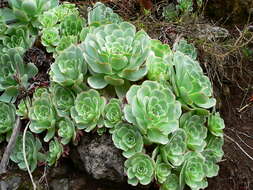 Image of Aeonium aureum (C. Sm. ex Hornem.) T. H. M. Mes