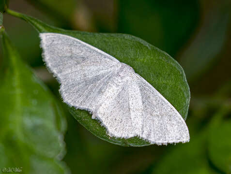 Image of Acratodes suavata Hulst 1900