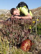 Image of Protea effusa E. Mey. ex Meissn.