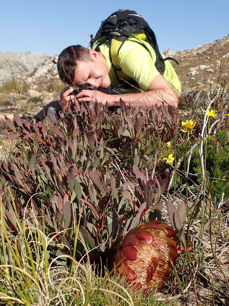 Image of Protea effusa E. Mey. ex Meissn.