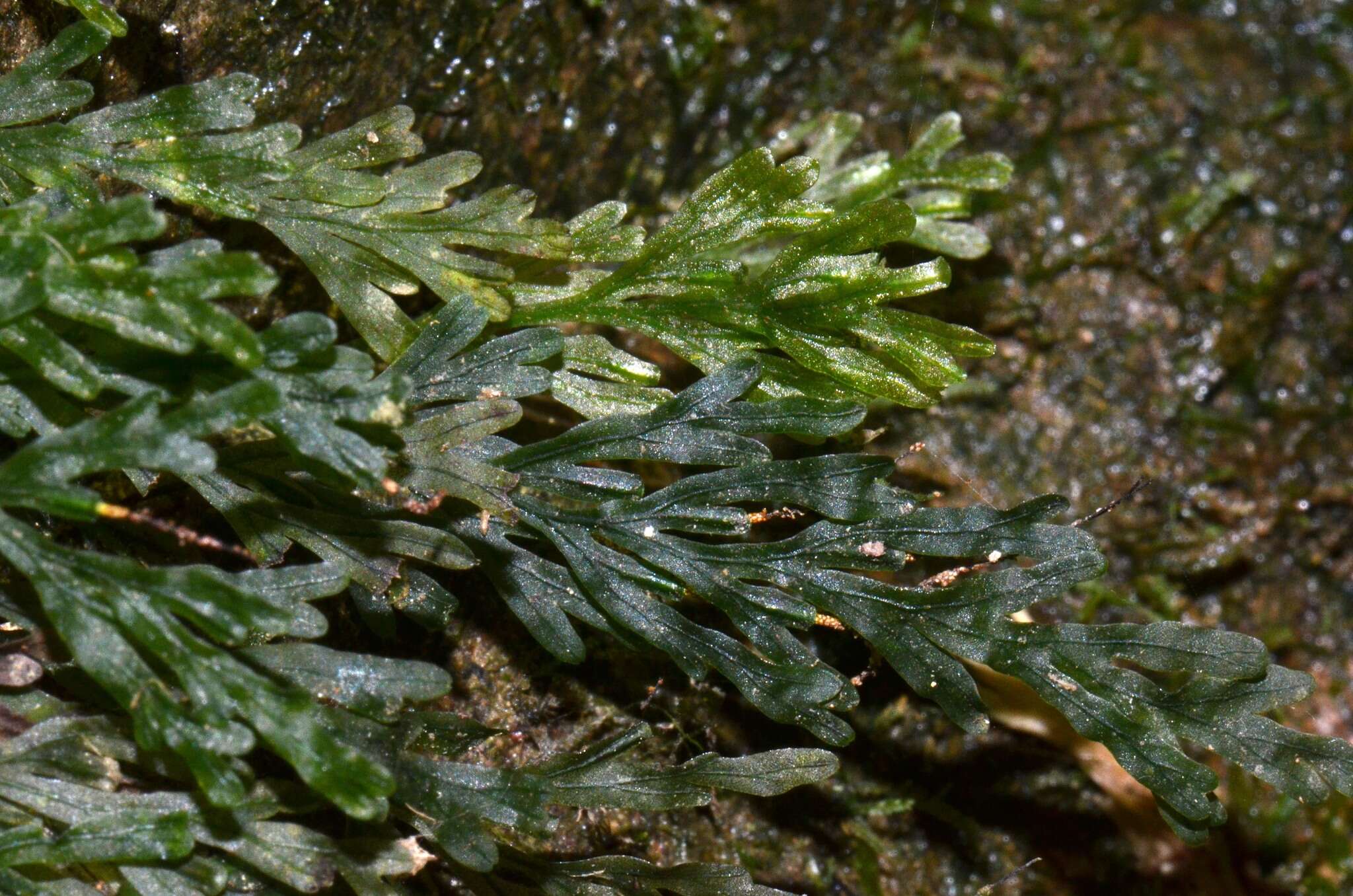 Image of Polyphlebium endlicherianum (C. Presl) Ebihara & K. Iwats.