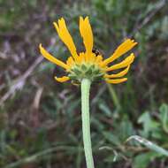 Plancia ëd Balduina uniflora Nutt.