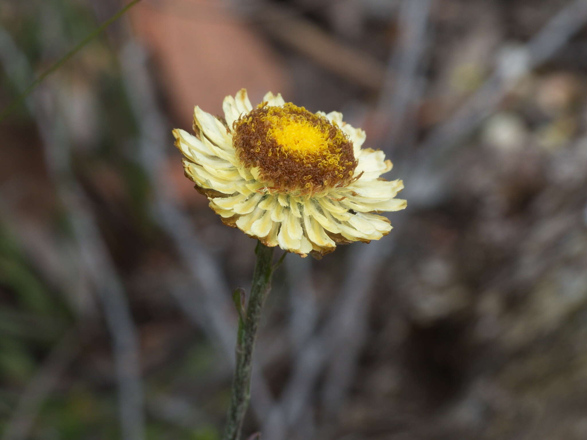 Plancia ëd Coronidium scorpioides (Labill.) Paul G. Wilson