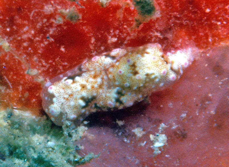 Image of Odontoglaja Rudman 1978