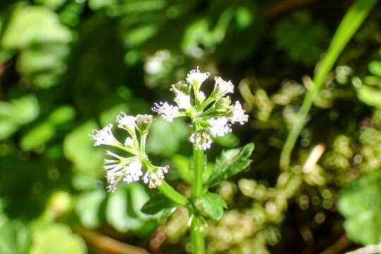 Imagem de Sanicula lamelligera Hance