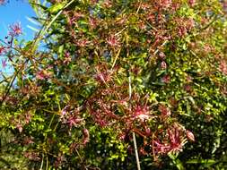 Image of Clematis fawcettii F. Müll.