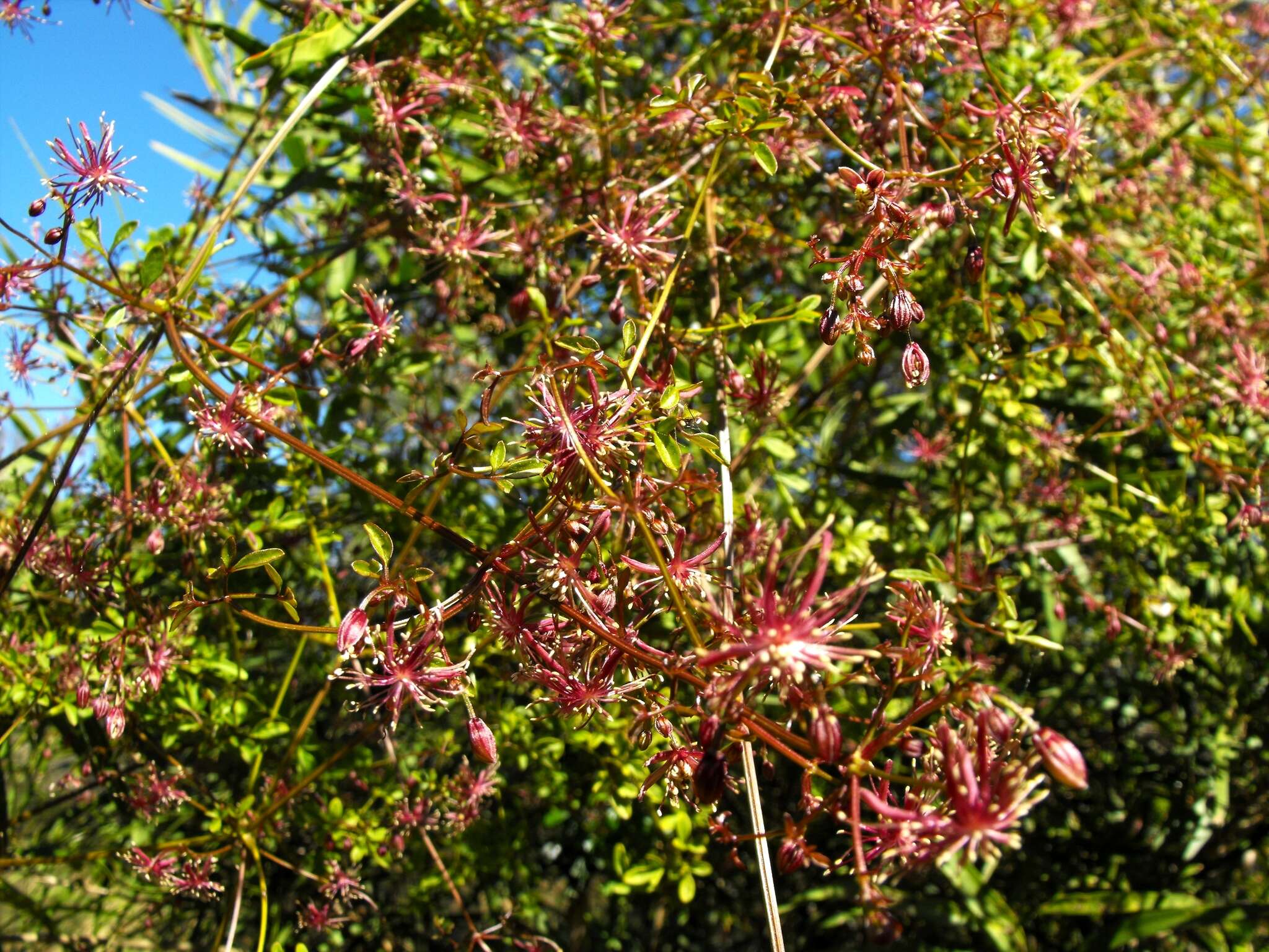 Image of Clematis fawcettii F. Müll.