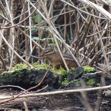 Image of Sonoma Chipmunk