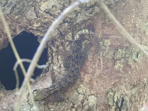 Image of Spotted Caribbean Gecko