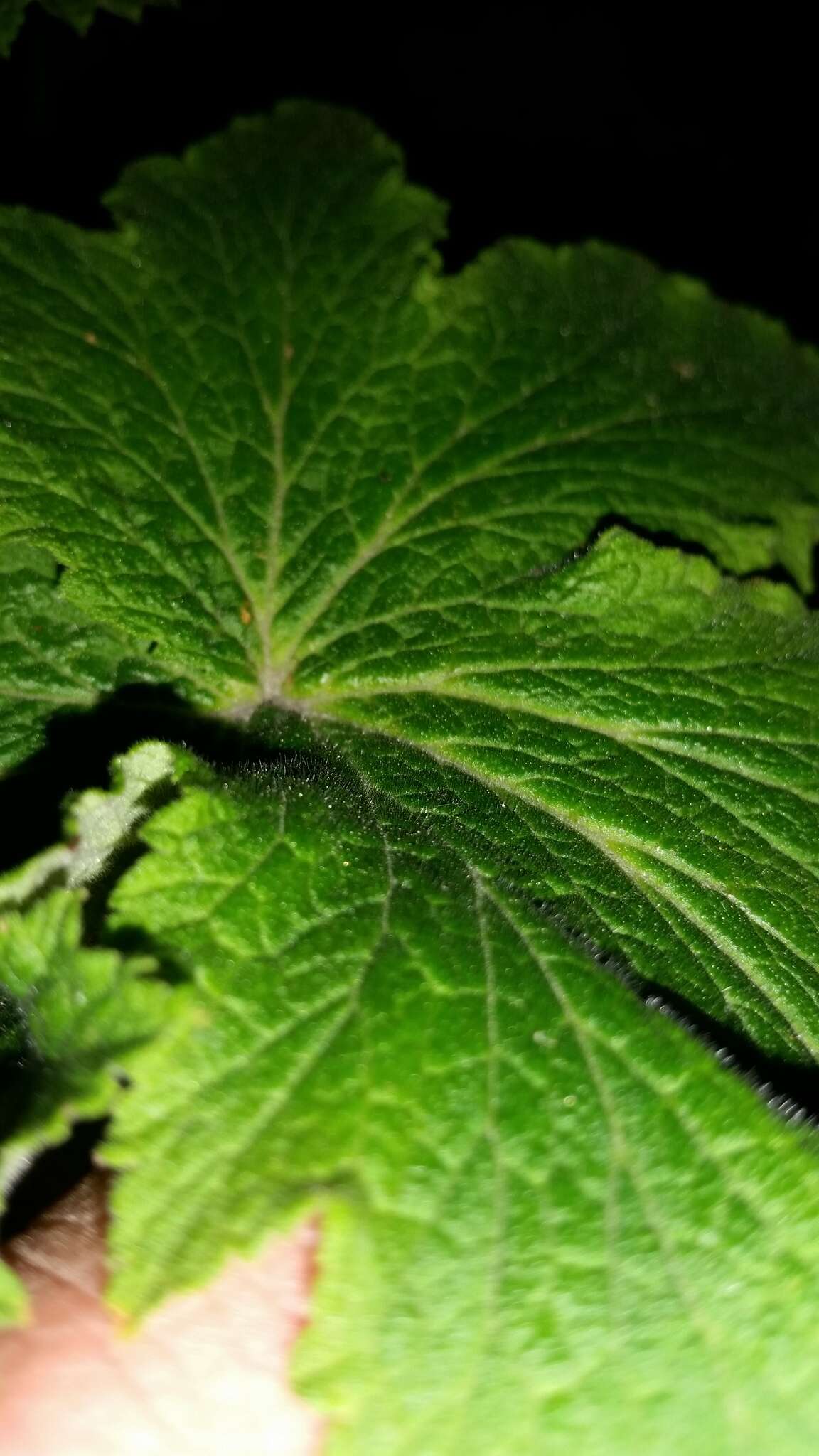 Image of Pelargonium hispidum (L. fil.) Willd.