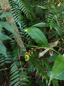 Imagem de Alpinia intermedia Gagnep.