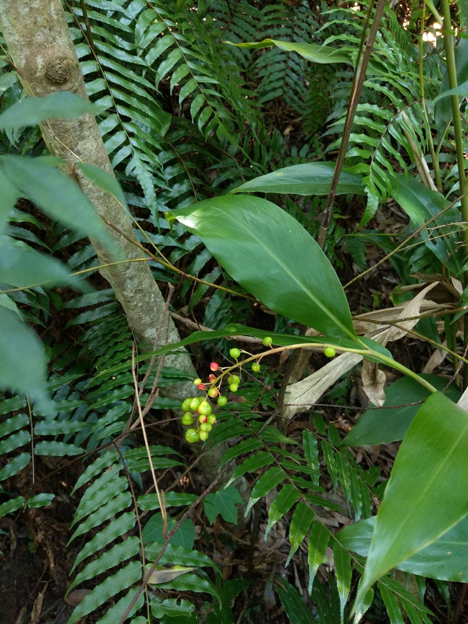 Image of Alpinia intermedia Gagnep.