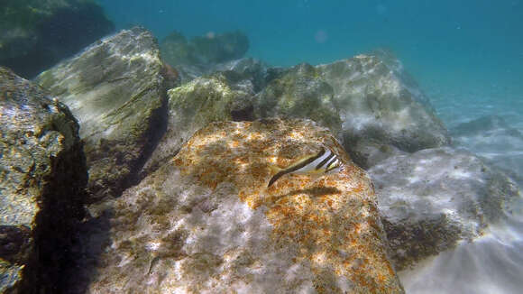 Image of Crested morwong