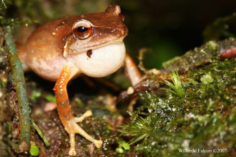 Imagem de Eleutherodactylus portoricensis Schmidt 1927