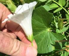 Image of Hedge False Bindweed