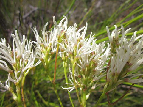 Image of Conospermum teretifolium R. Br.