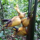 Image of Heliconia umbrophila G. S. Daniels & F. G. Stiles